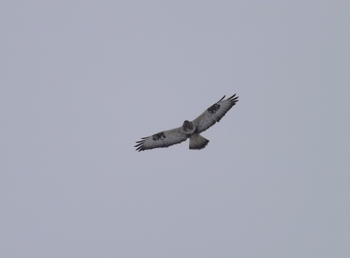 Rough-legged Hawk - Igor Kozytsky