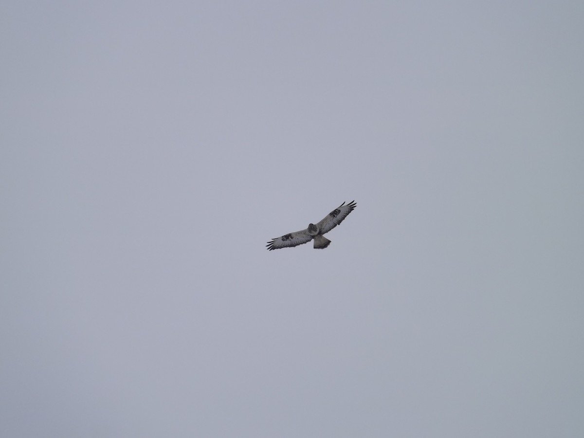 Rough-legged Hawk - Igor Kozytsky