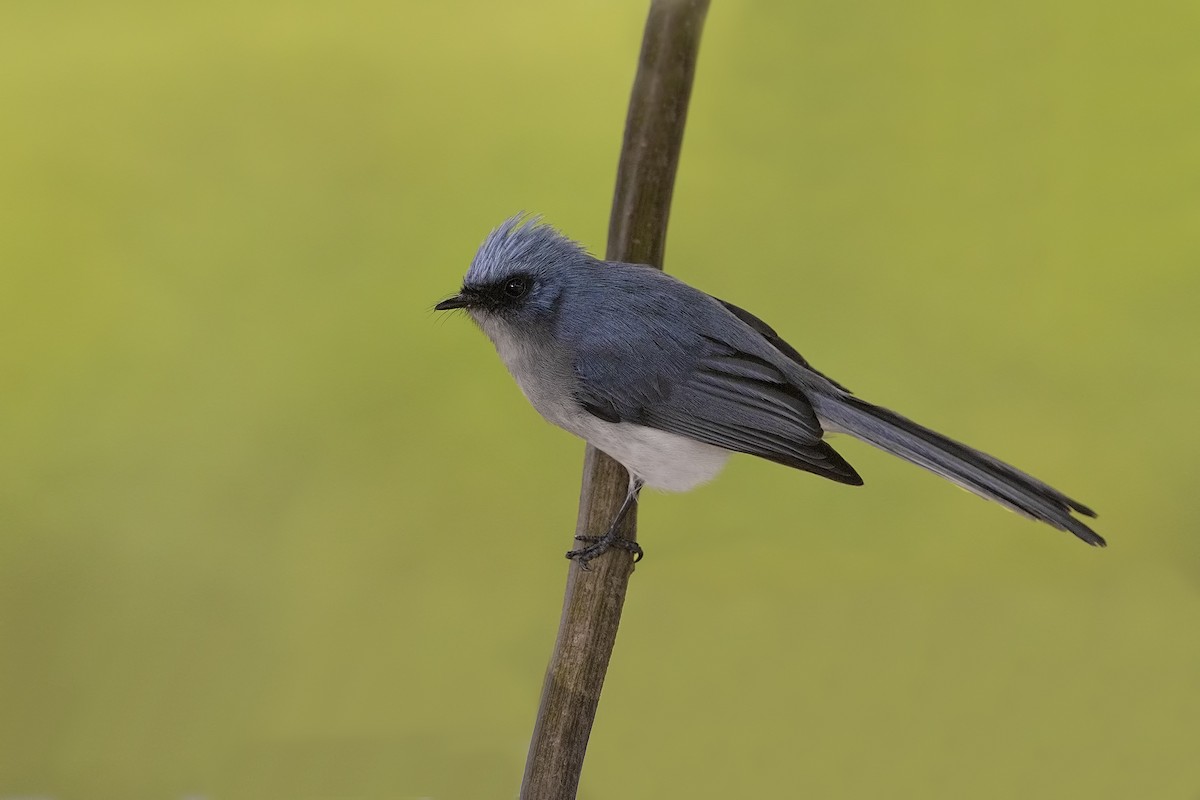 White-tailed Blue Flycatcher - Marco Valentini