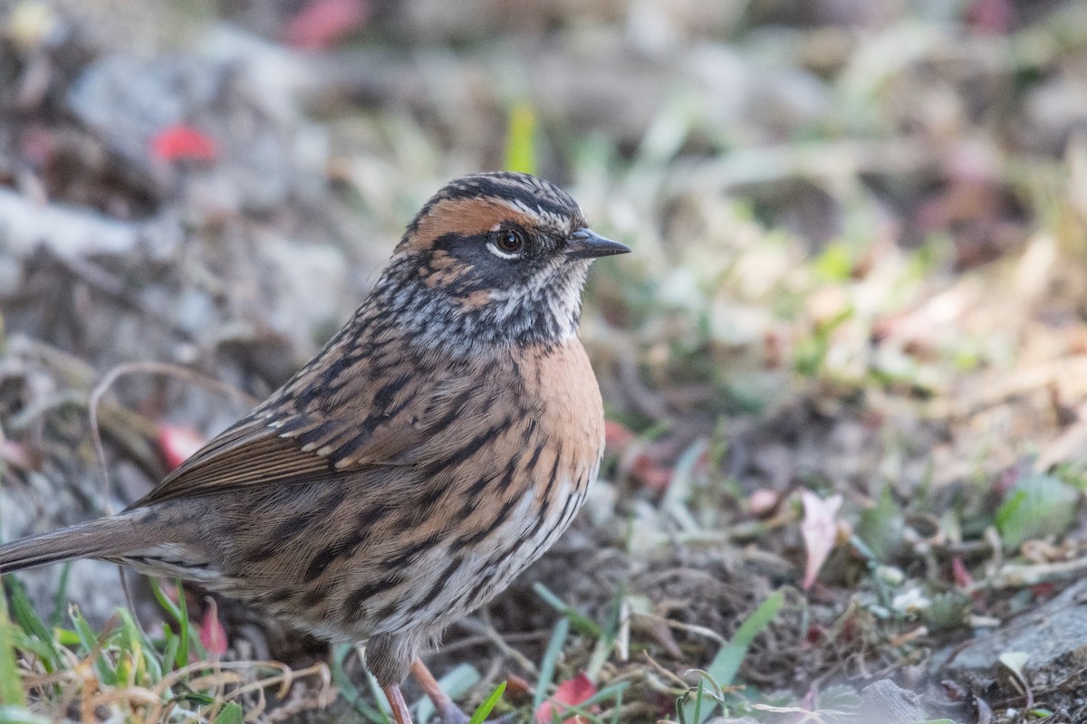 Rufous-breasted Accentor - Ian Hearn