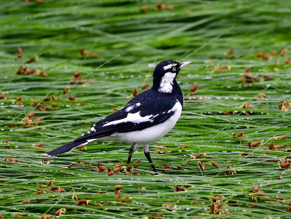 Magpie-lark - ML206580771