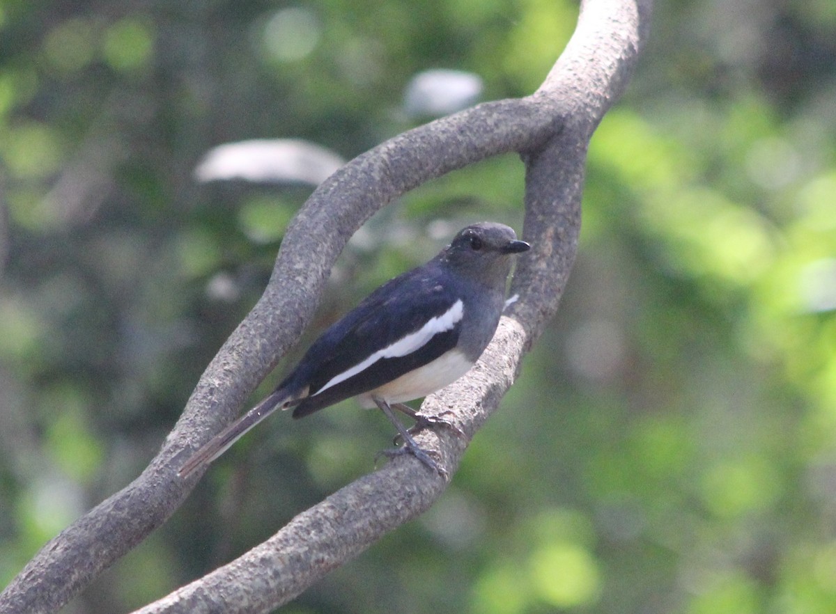 Oriental Magpie-Robin - ML206581541