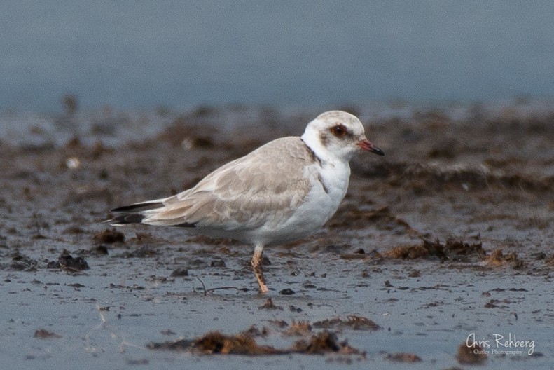 Hooded Plover - ML206581931