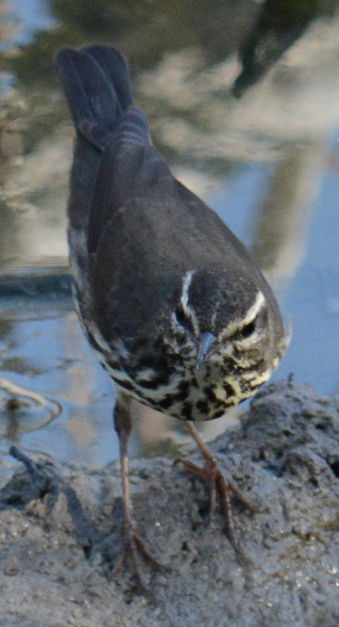 Northern Waterthrush - ML20658221