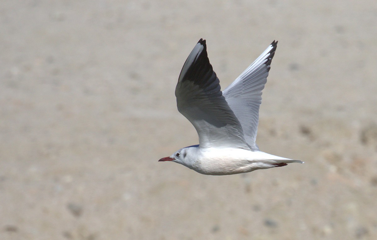 Mouette rieuse - ML206582281