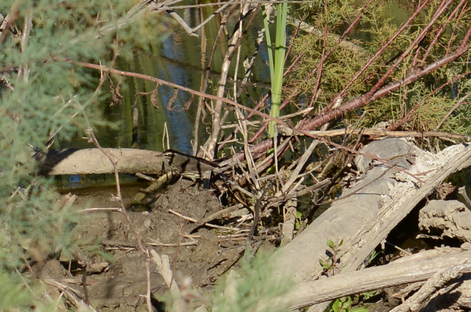 Northern Waterthrush - C. Jackson