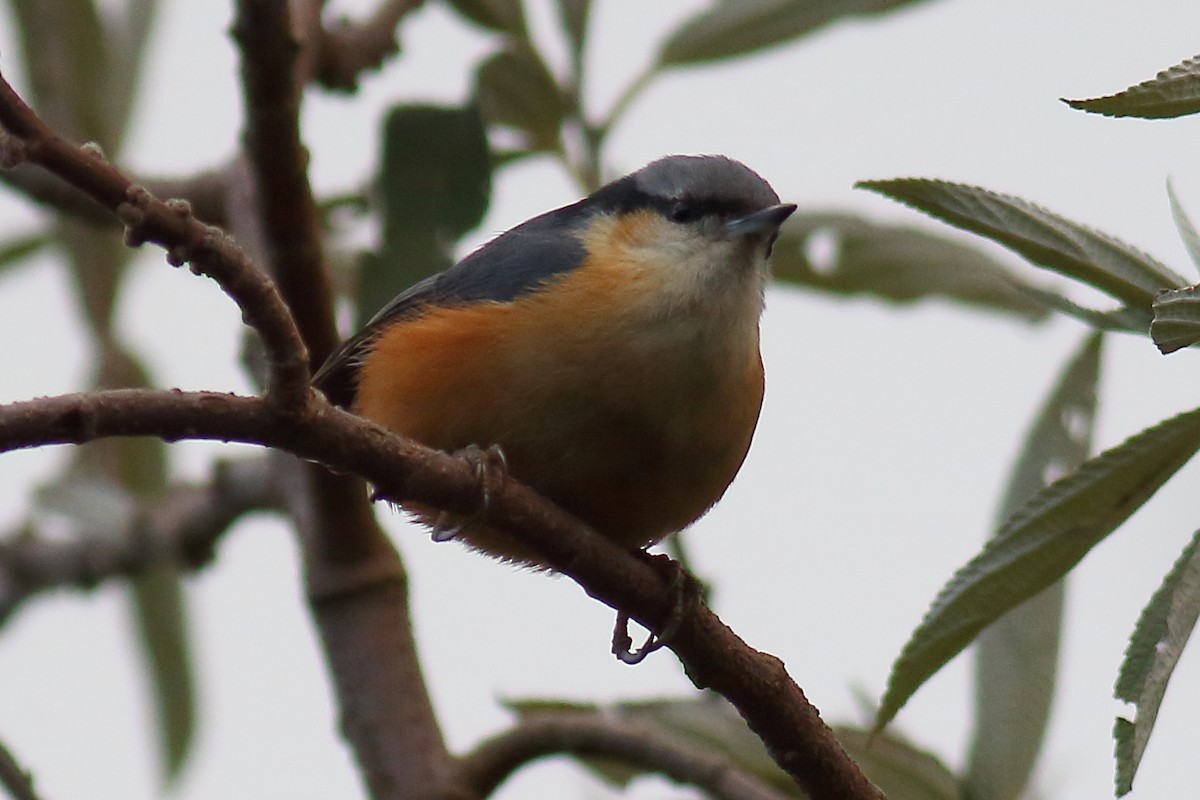 White-tailed Nuthatch - ML206582311