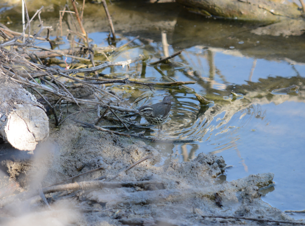 Northern Waterthrush - C. Jackson