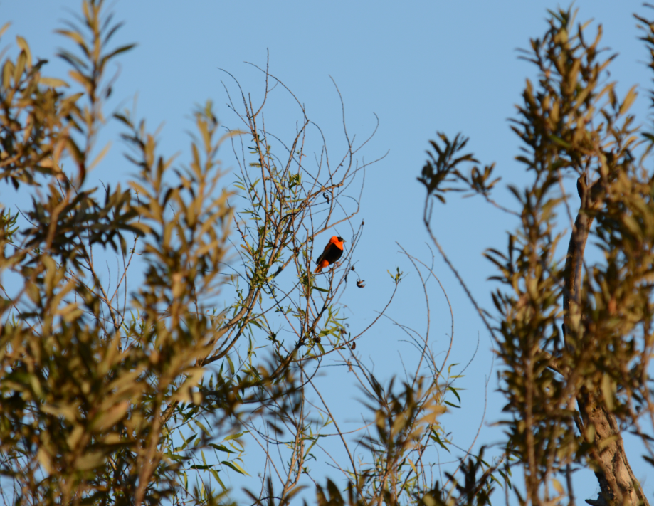 Northern Red Bishop - C. Jackson