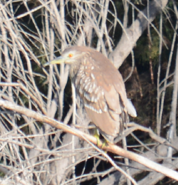 Black-crowned Night Heron - ML20658331