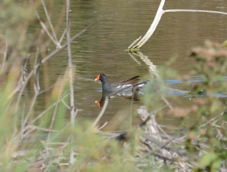 Common Gallinule - C. Jackson