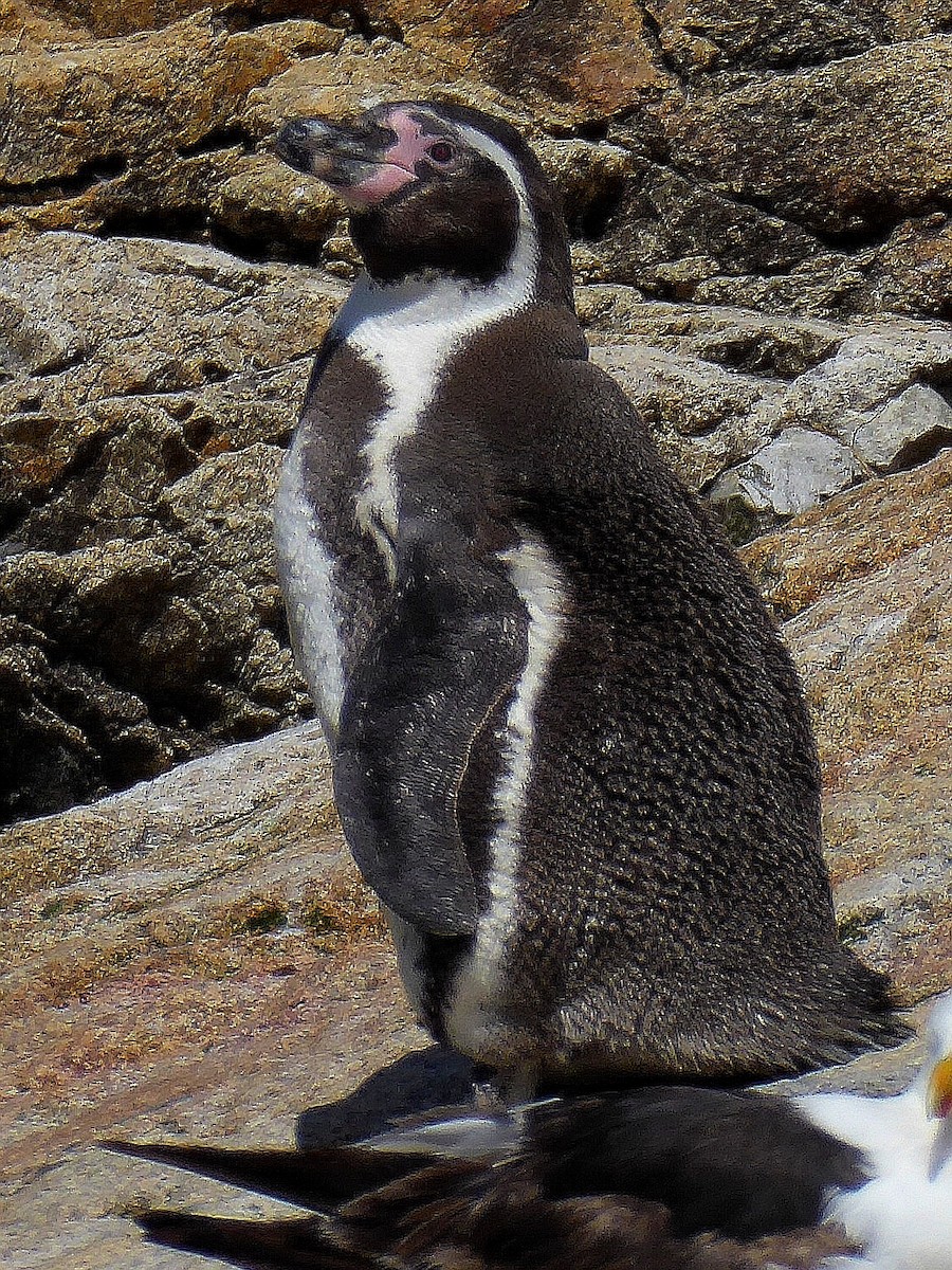 tučňák Humboldtův - ML206583511