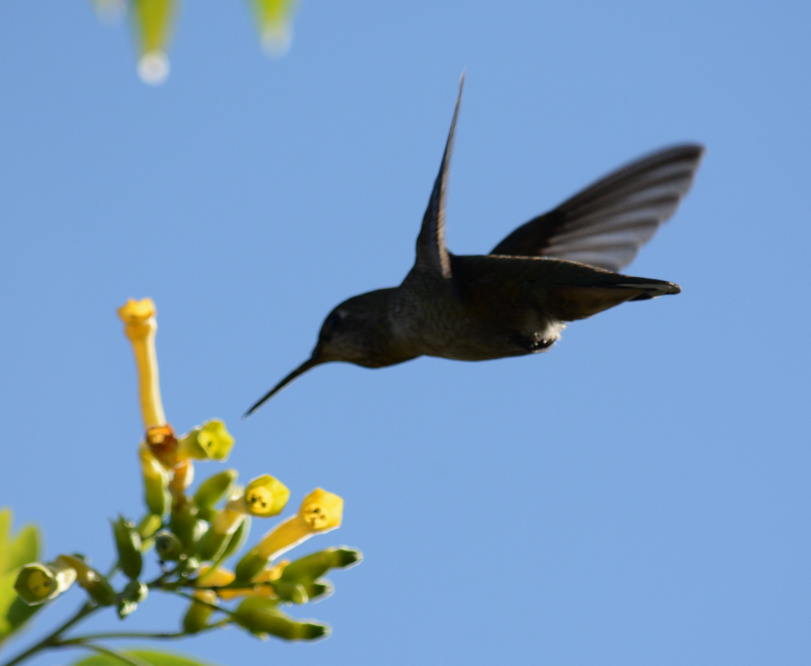 Anna's Hummingbird - C. Jackson