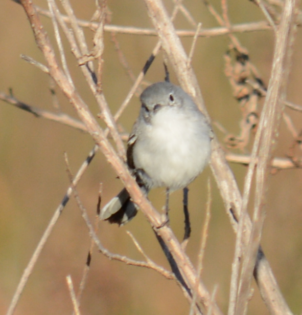 Blue-gray Gnatcatcher - C. Jackson