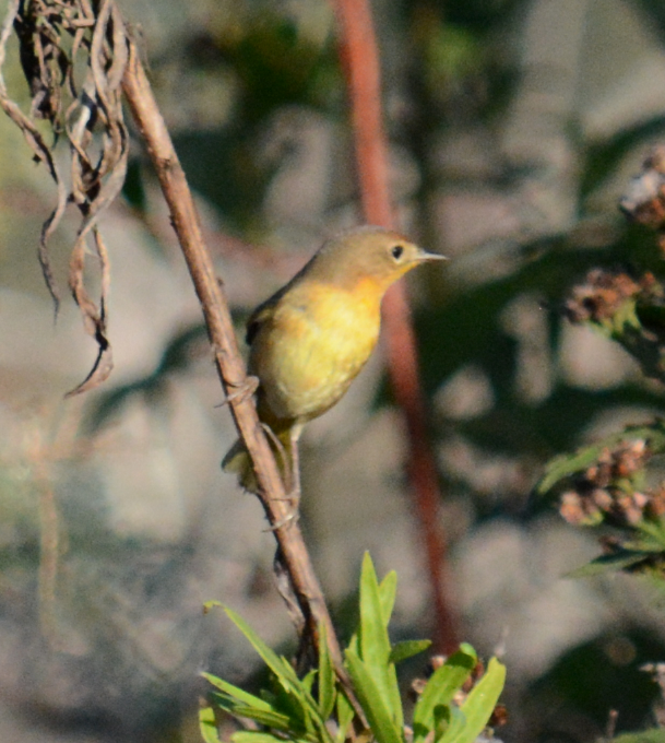 Common Yellowthroat - C. Jackson