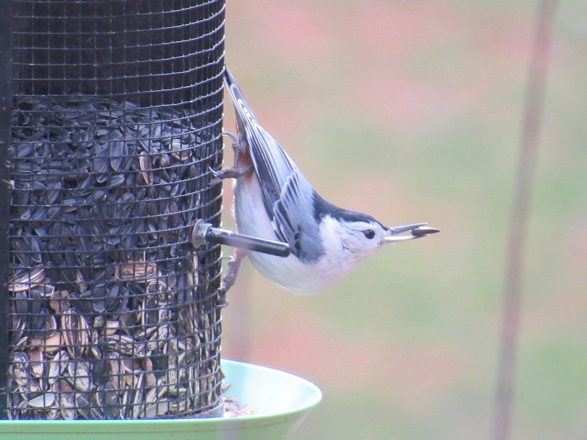 White-breasted Nuthatch (Eastern) - ML206585291