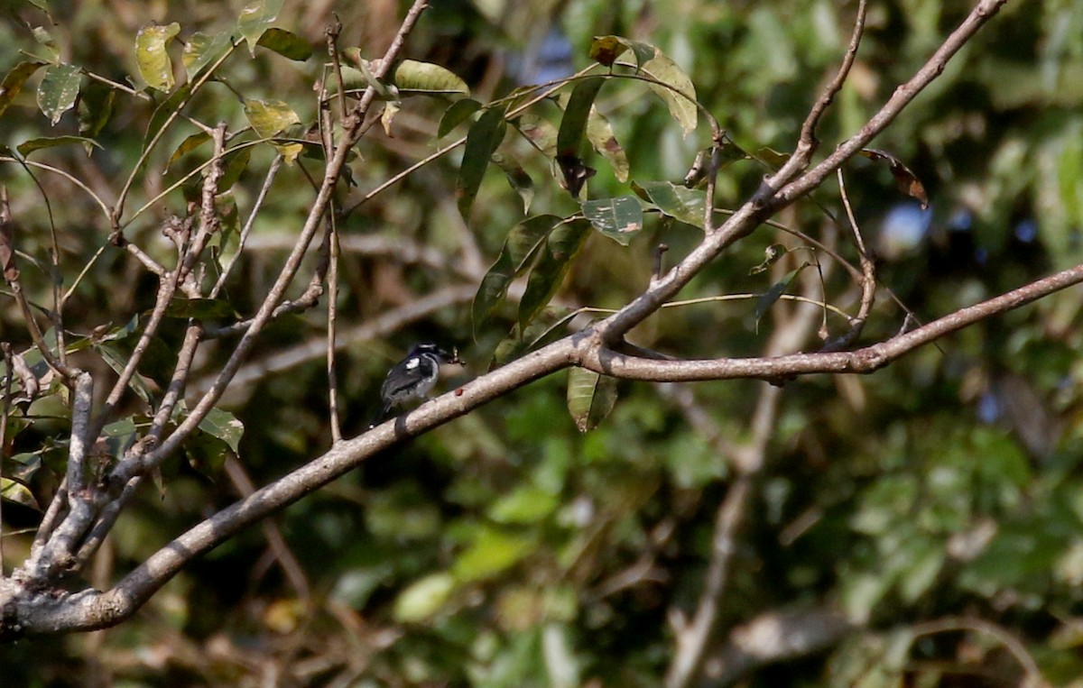 Pied Puffbird (Lesser) - ML206585631