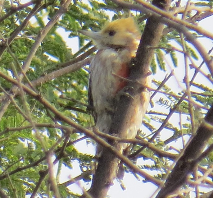 Yellow-crowned Woodpecker - ML206586341