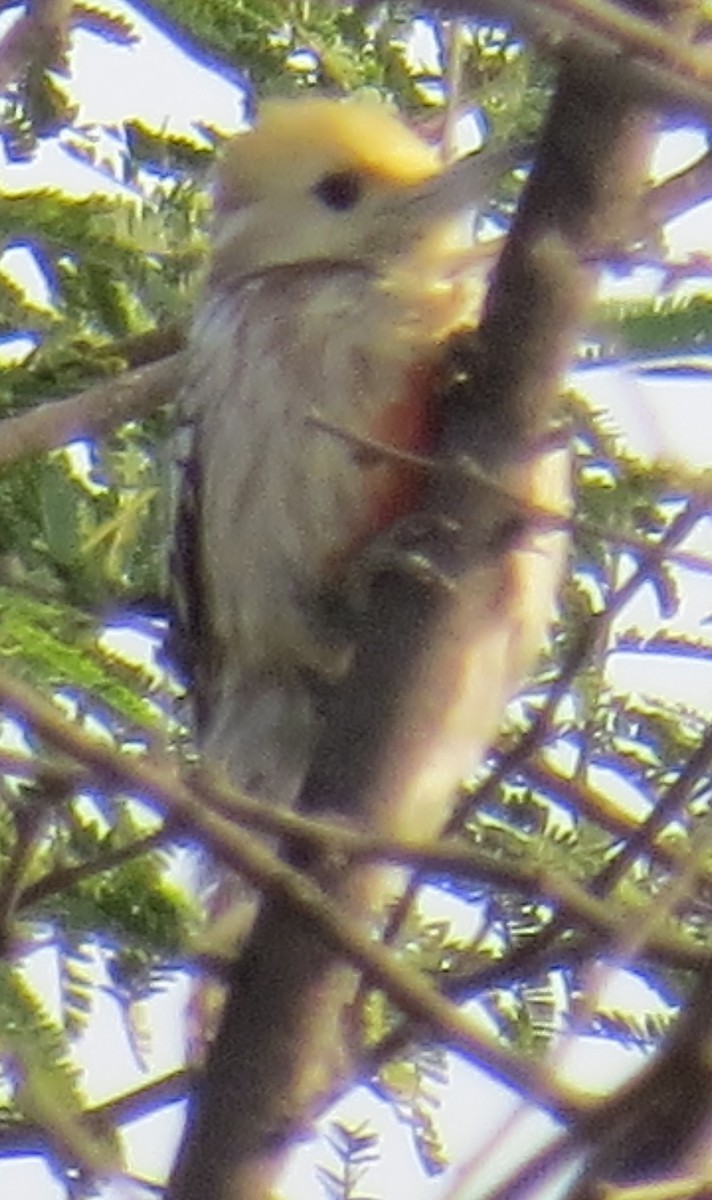 Yellow-crowned Woodpecker - ML206586371