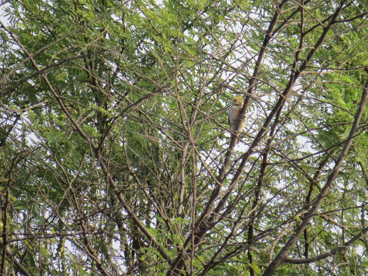 Yellow-crowned Woodpecker - ML206586651