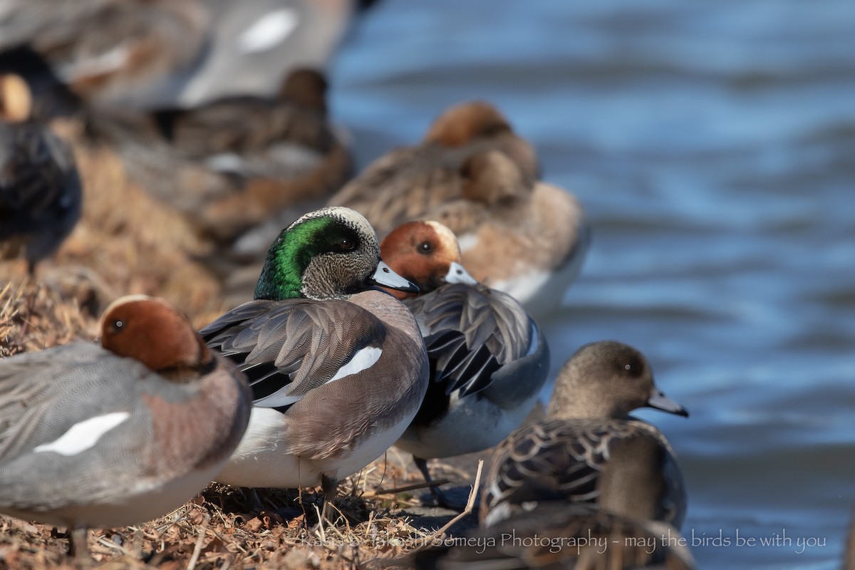 American Wigeon - ML206586941