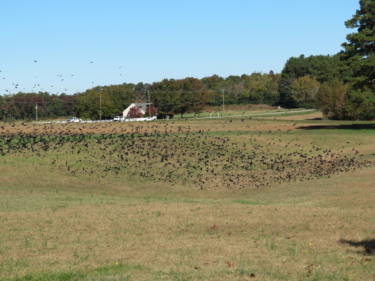 Brown-headed Cowbird - ML20658741