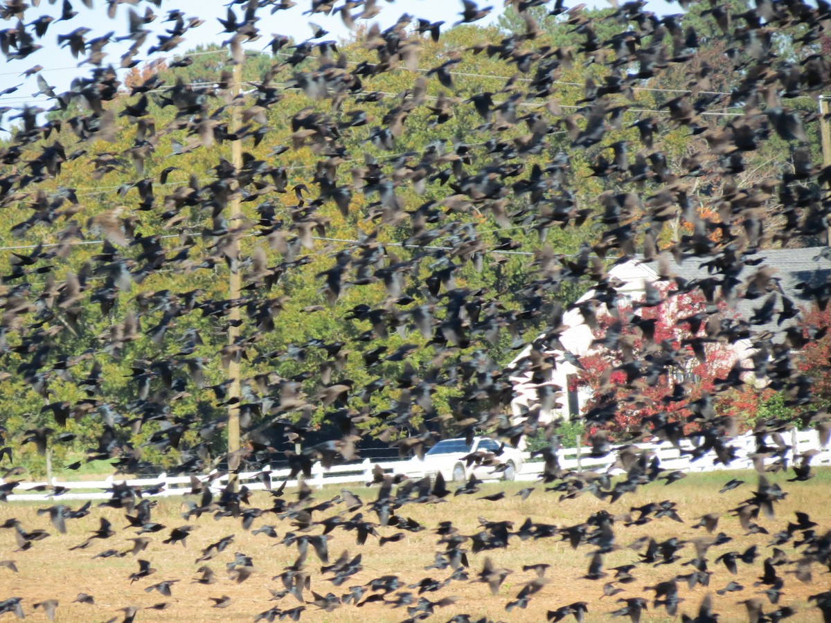 Brown-headed Cowbird - ML20658751