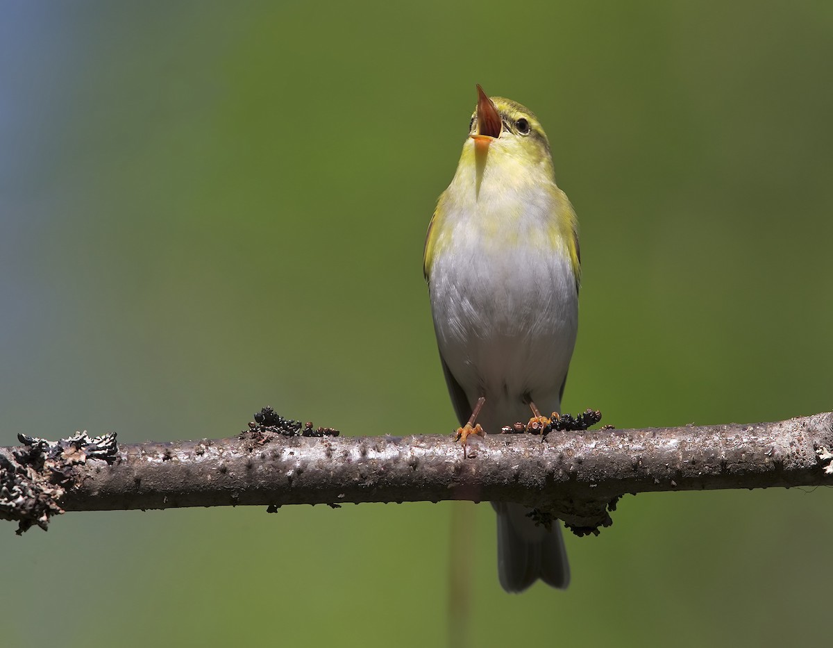 Wood Warbler - ML206588391