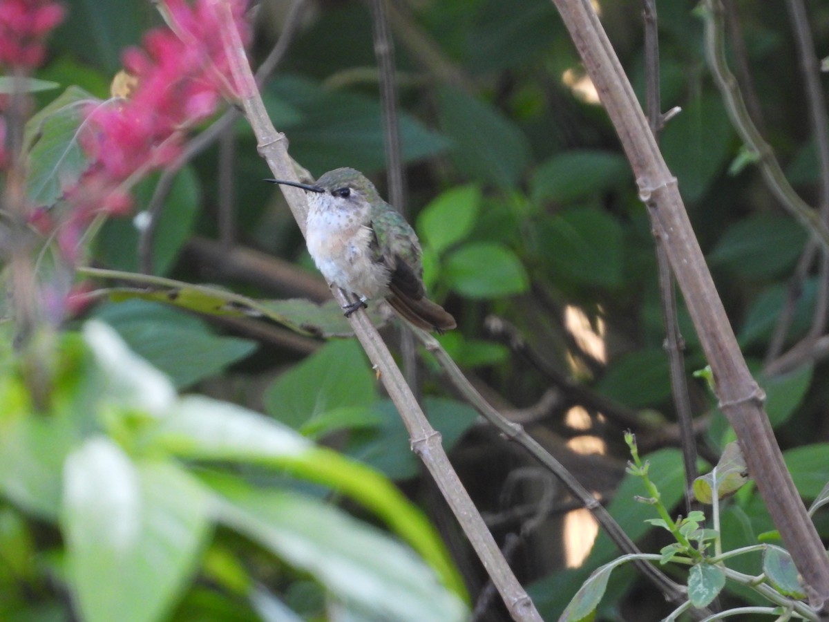 Calliope Hummingbird - ML206590271