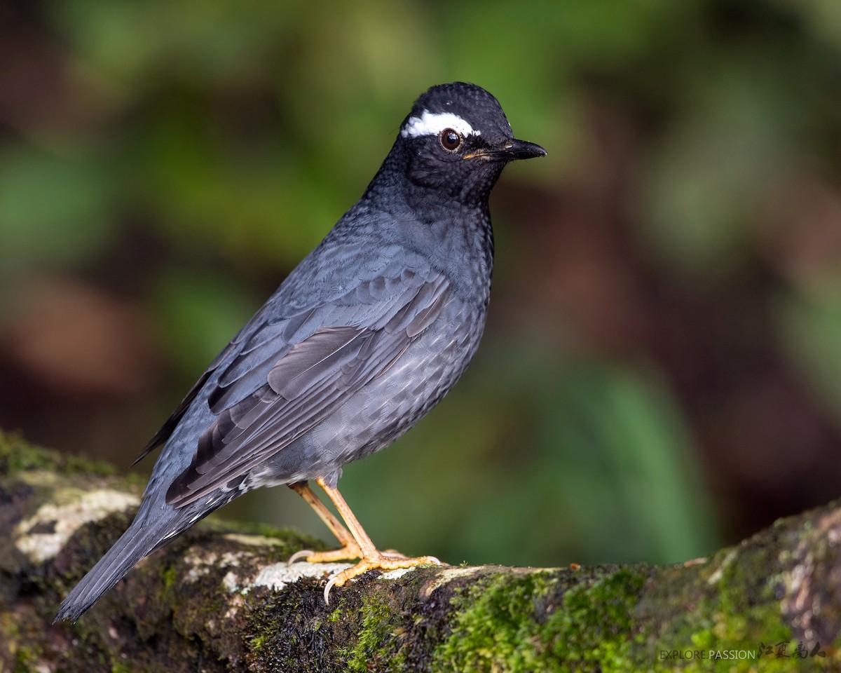 Siberian Thrush - ML206592551