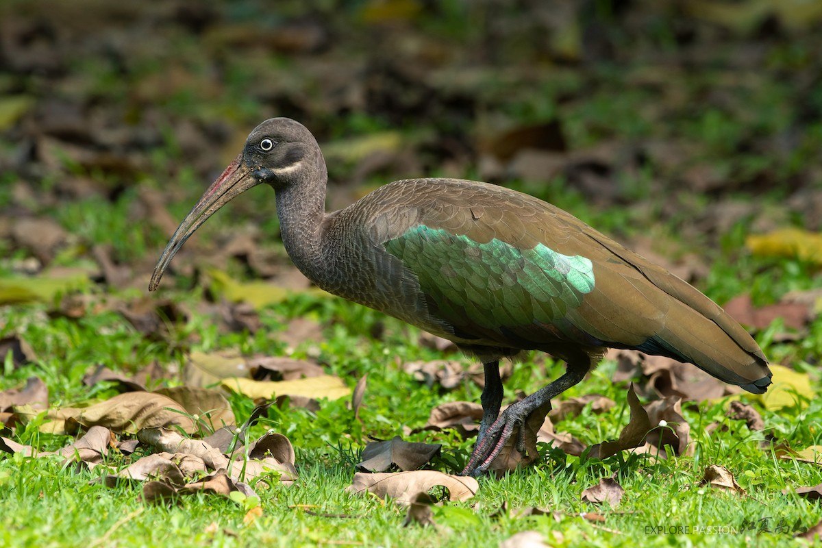 Hadada Ibis - ML206592681