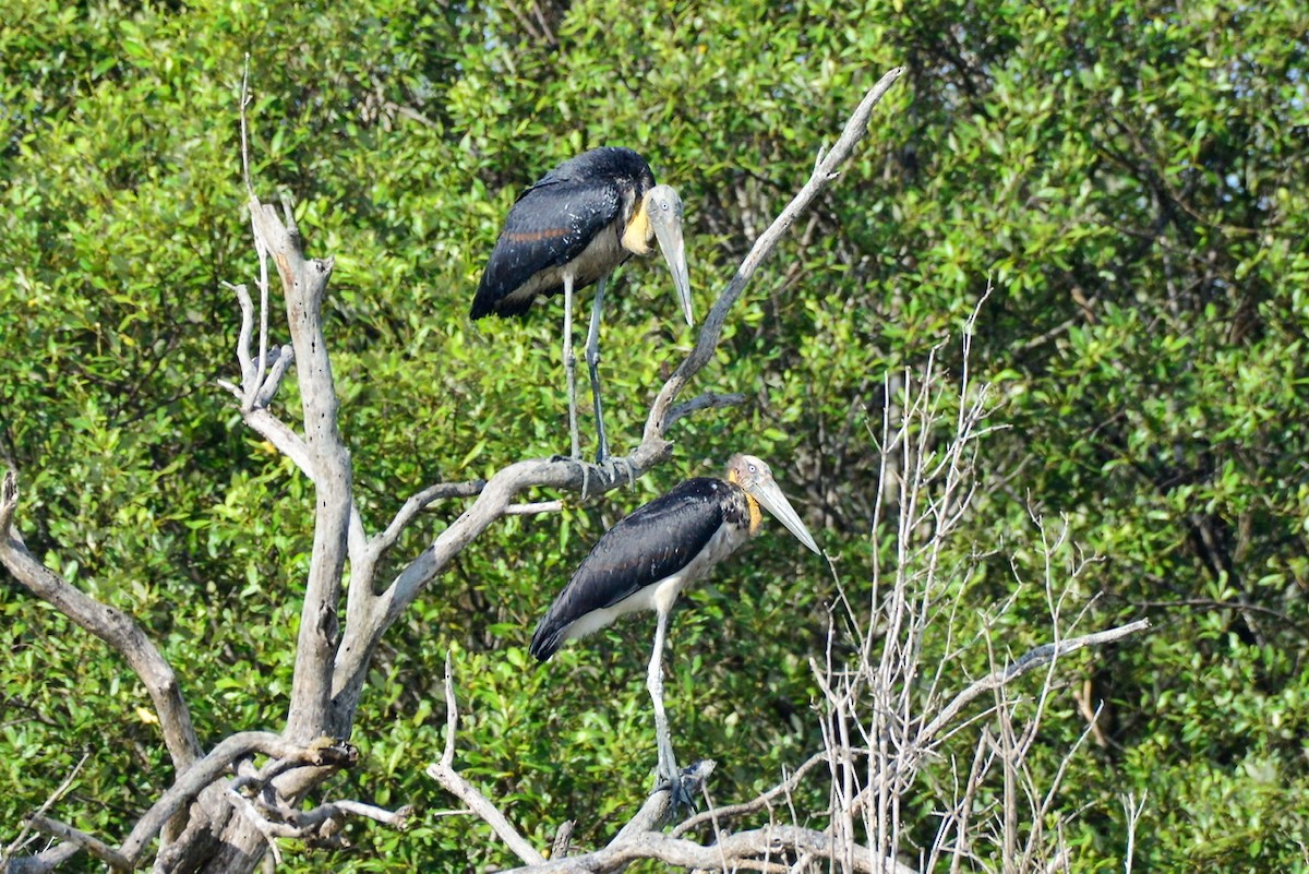 Lesser Adjutant - ML206593491