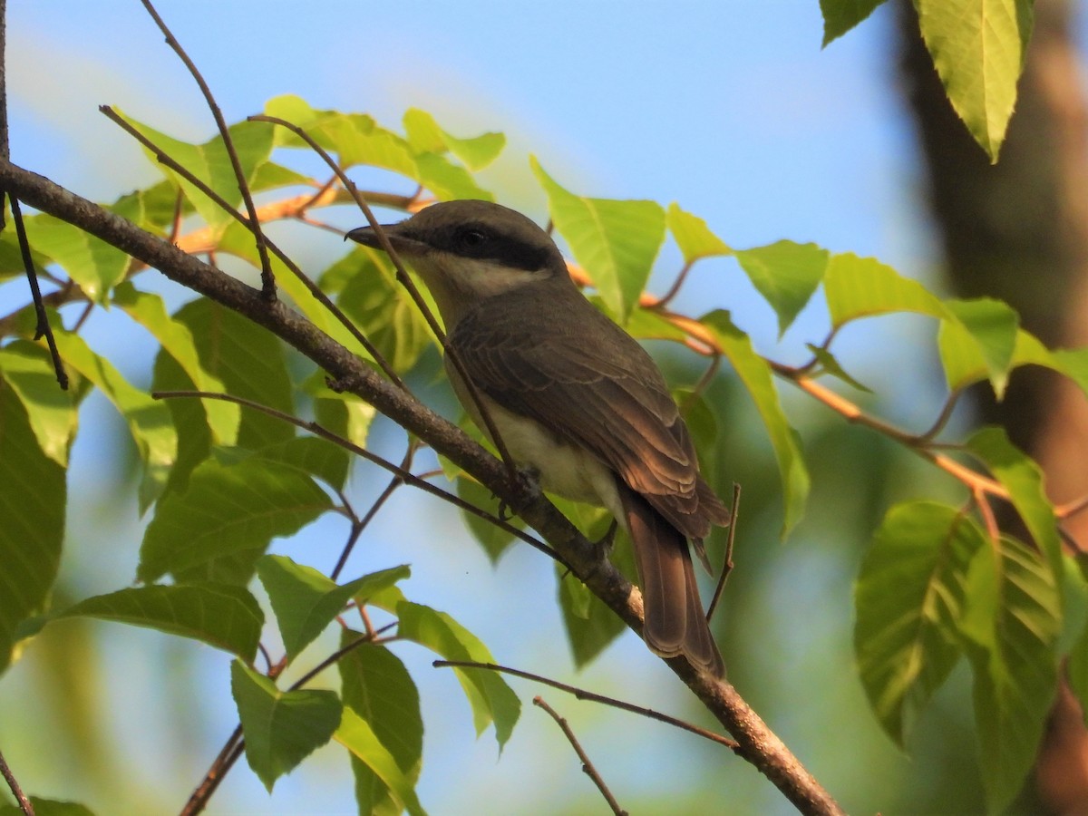 Large Woodshrike - ML206595431