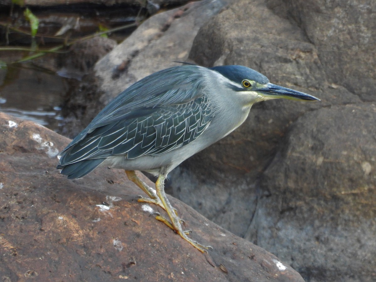 Striated Heron - ML206595461