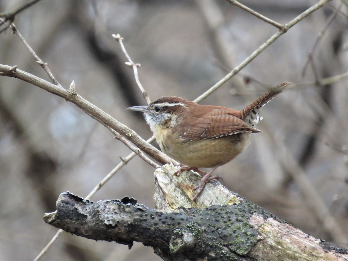 Carolina Wren - Patricia and Richard Williams