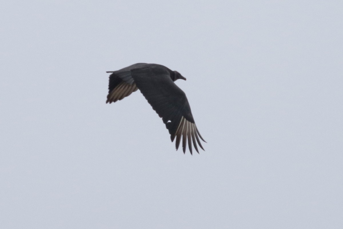 Black Vulture - ML206596801