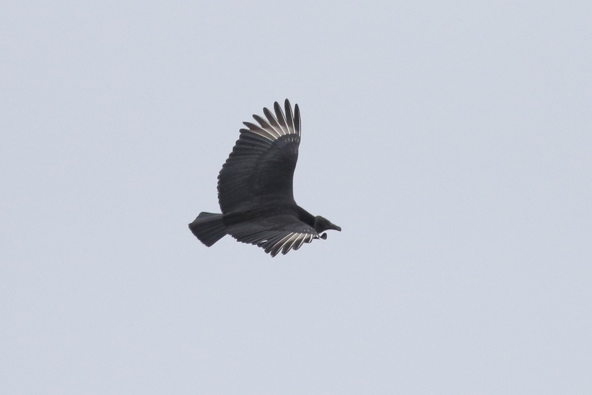 Black Vulture - ML206596811