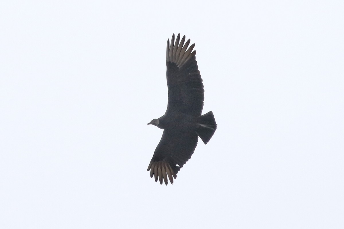 Black Vulture - ML206596821