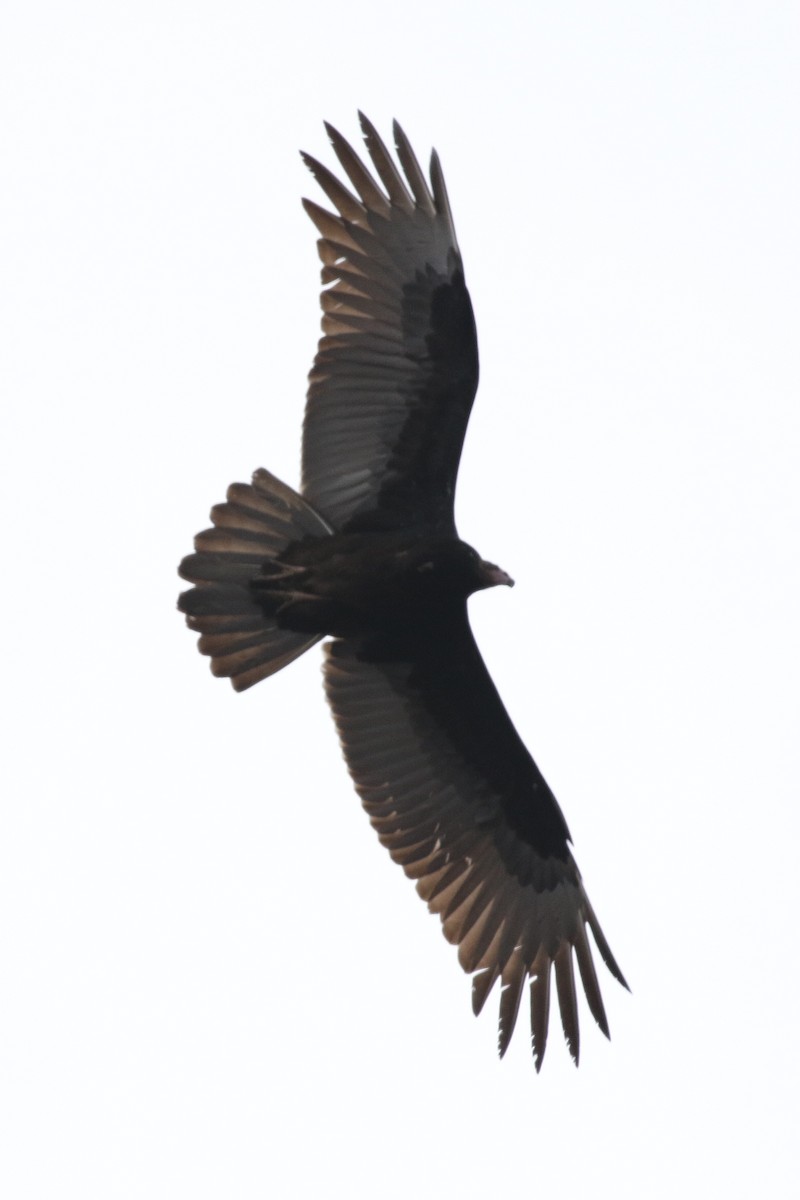 Turkey Vulture - ML206596841