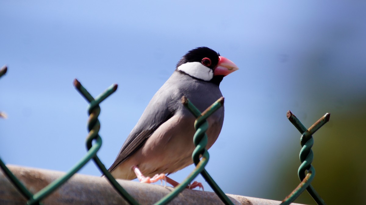 Java Sparrow - ML206596911