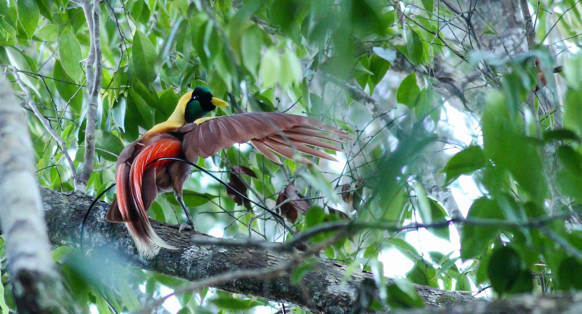 Red Bird-of-Paradise - ML206597011