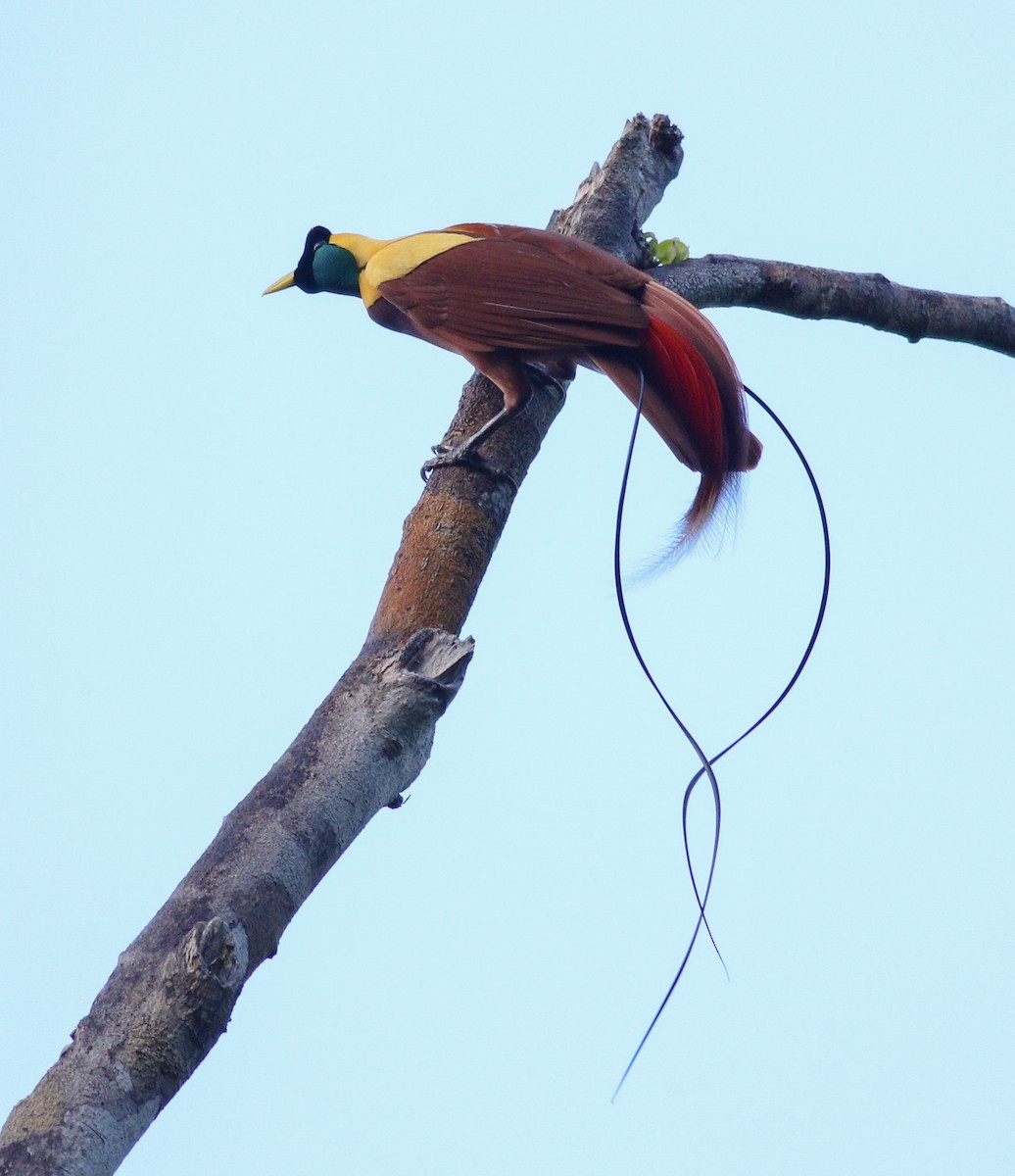 Red Bird-of-Paradise - Wilbur Goh