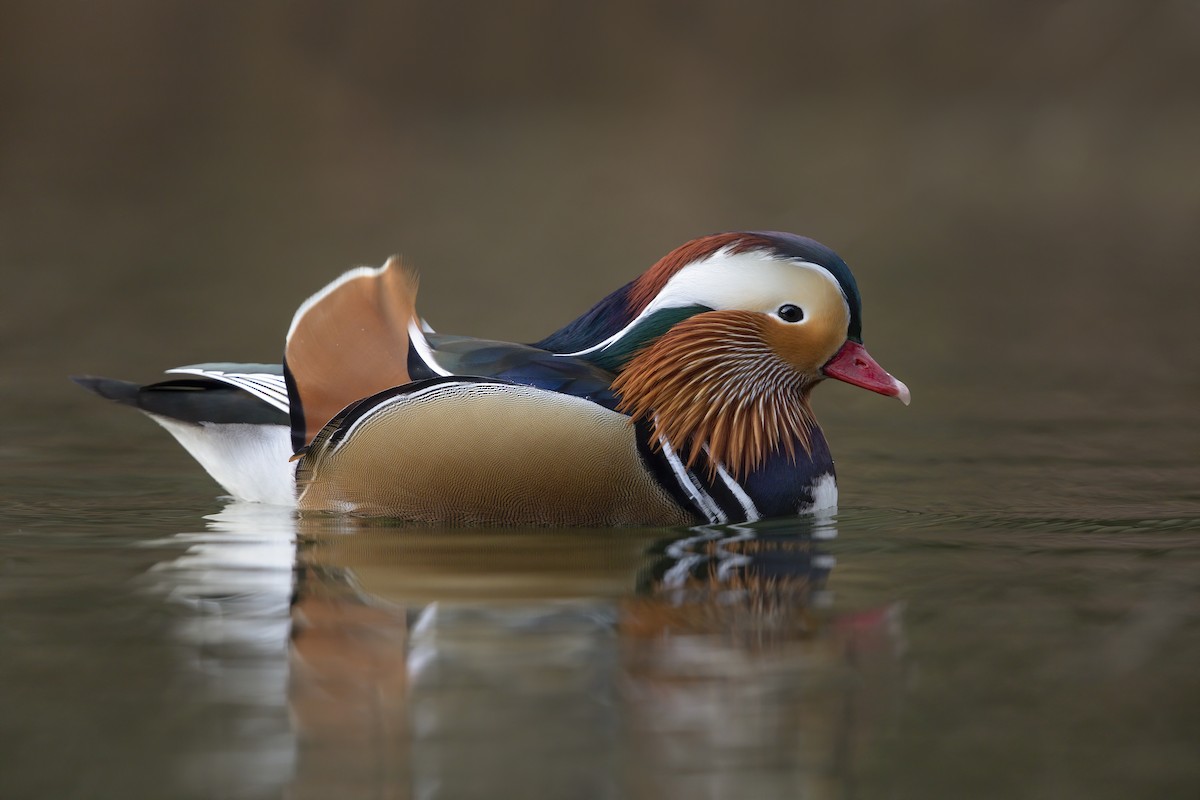 Mandarin Duck - Marco Valentini