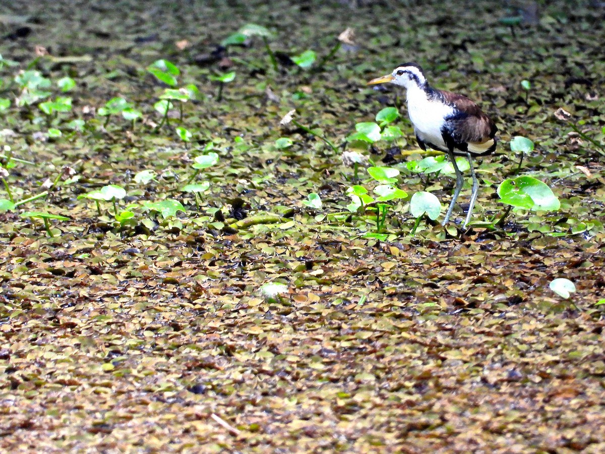 Jacana Suramericana (hypomelaena) - ML206599291