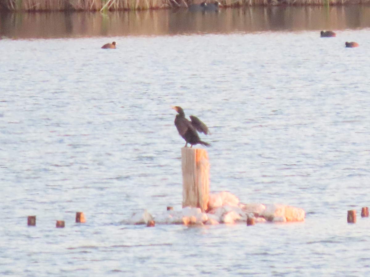 Double-crested Cormorant - Mike Lesnik