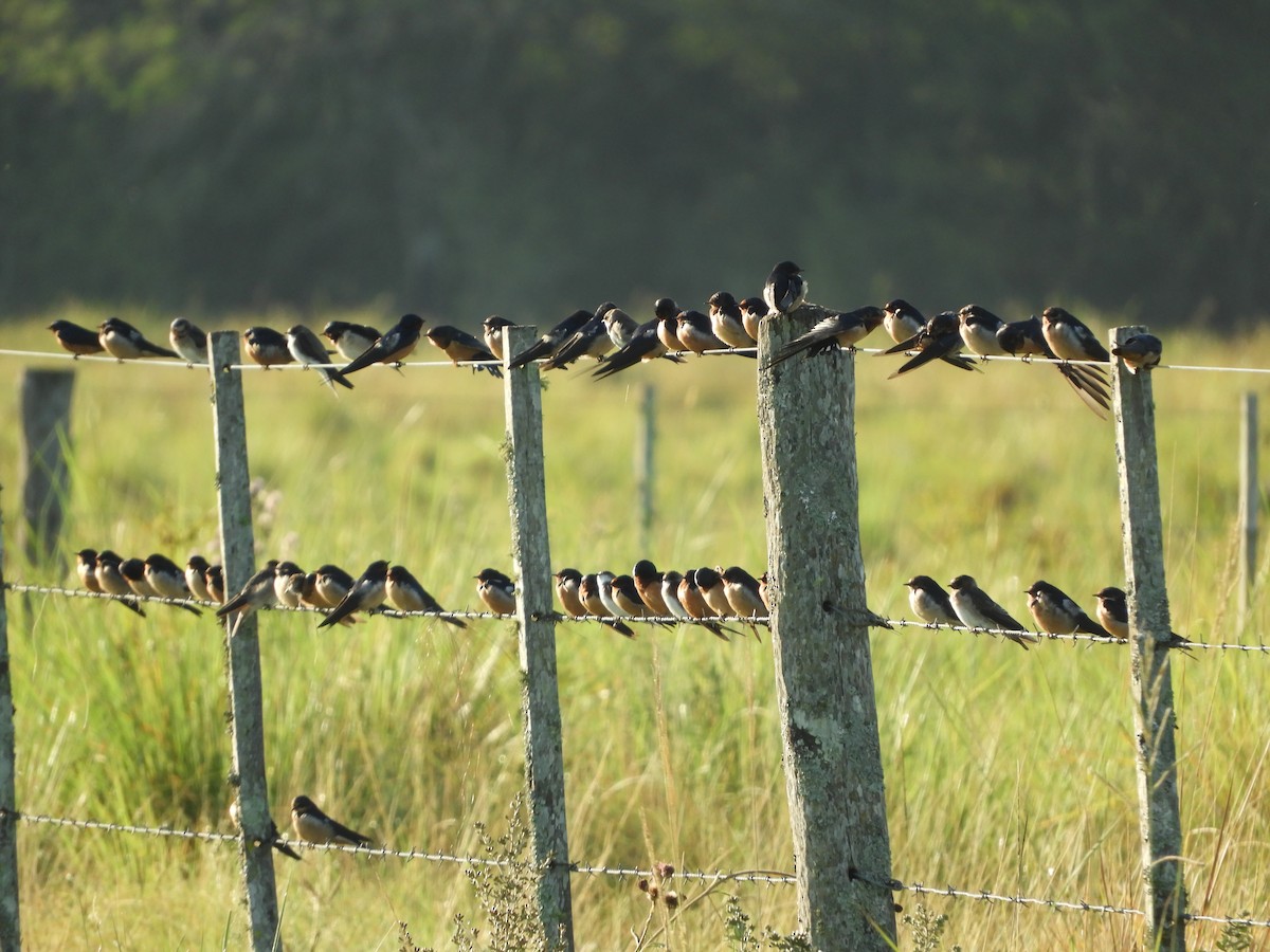 Barn Swallow - ML206603211