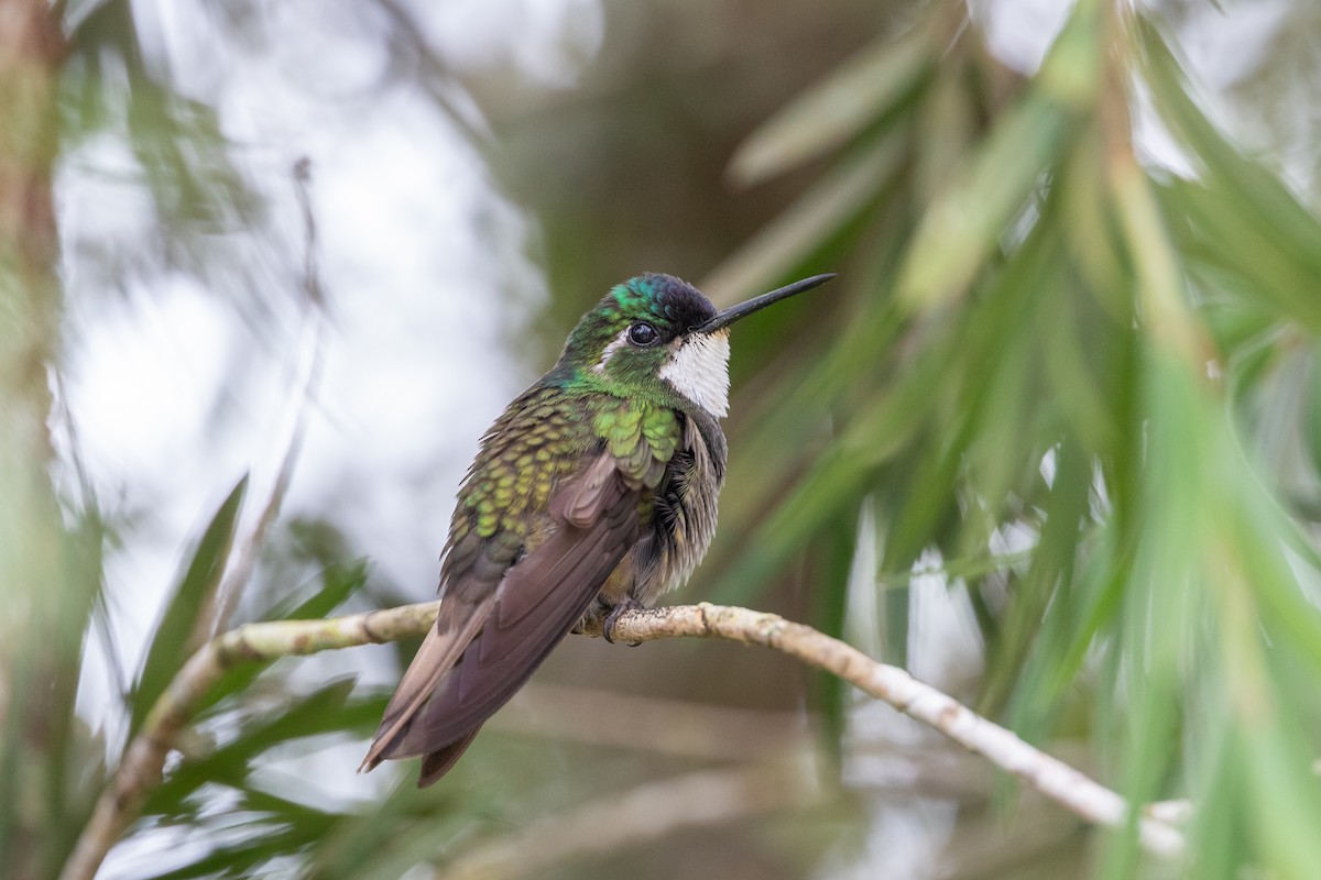 White-throated Mountain-gem - Cory Gregory
