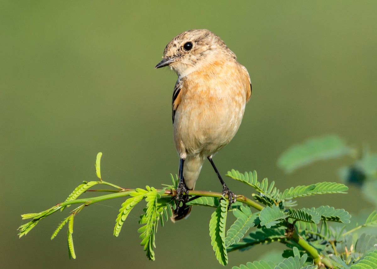 Siberian Stonechat - Ramesh Desai