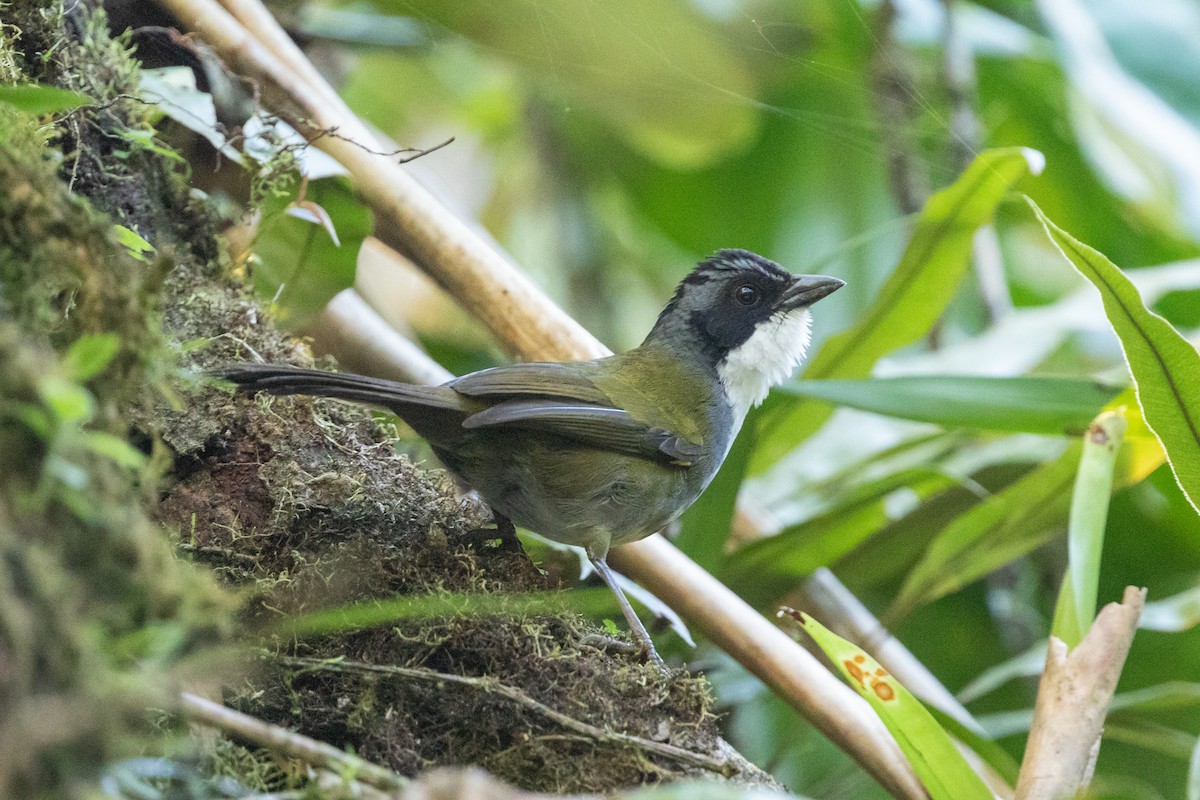 Costa Rican Brushfinch - Cory Gregory