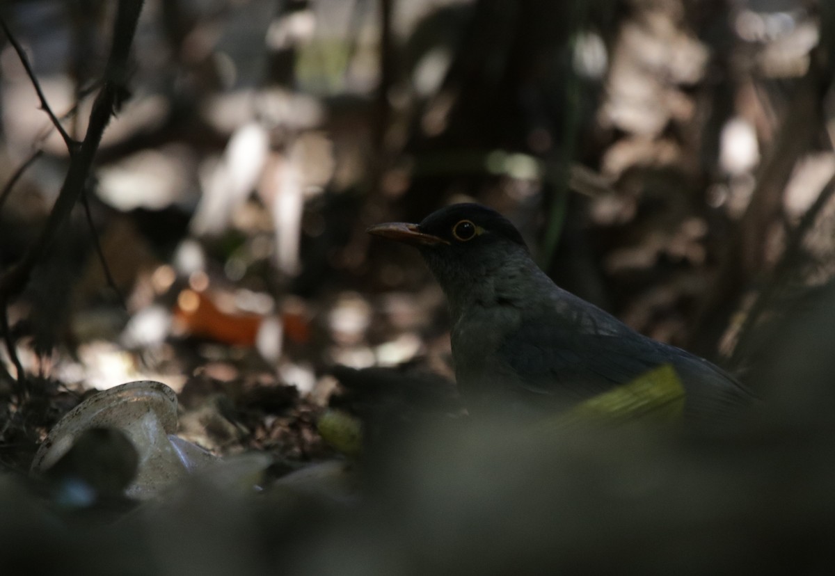 Indian Blackbird - ML206605271
